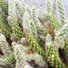 Opuntia_vestita